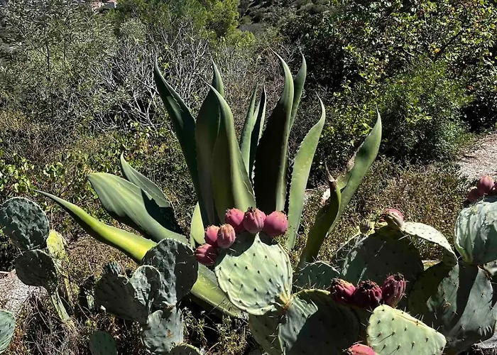 Les Mimosas Amazing View בורם-לה-מימוזה